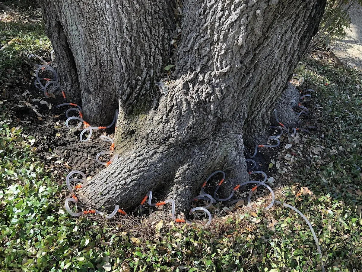 Detailed Tree Cabling and Bracing job site in Port Monmouth